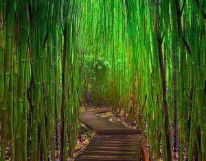 bamboogarden